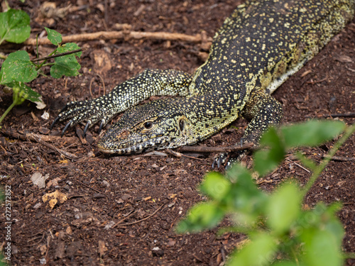 Water Monitor Lizard, Tsavo West National Park, Kenya © hyserb