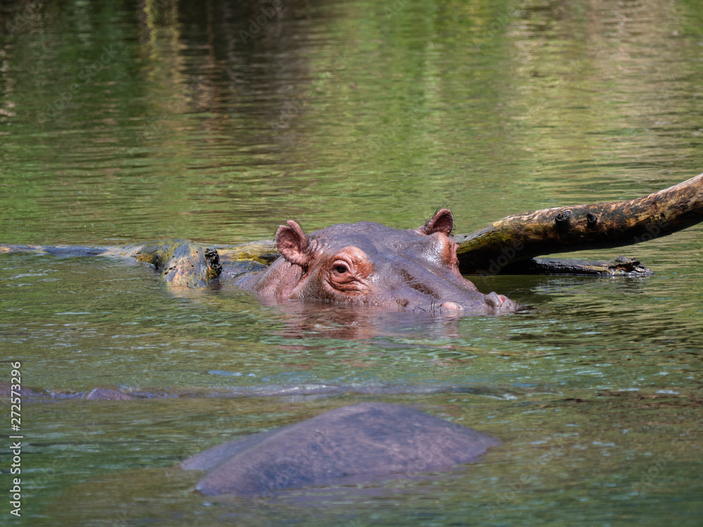Hippos in Tsavo West National Park area, Kenya Hippos in Tsavo West National Park area, Kenya
