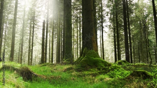 Slowly panning through a forest with the sun shining through the trees at sunrise