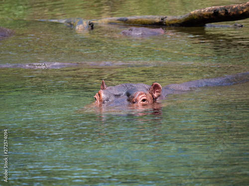 Hippos in Tsavo West National Park area, Kenya