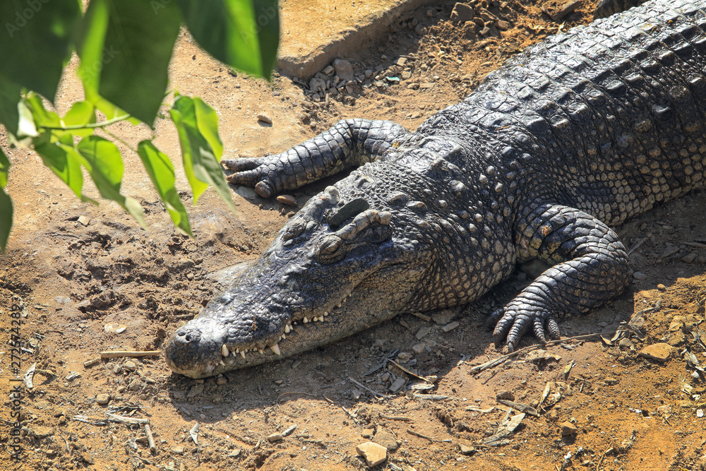 Fototapeta premium crocodile farm
