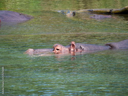 Hippos in Tsavo West National Park area  Kenya