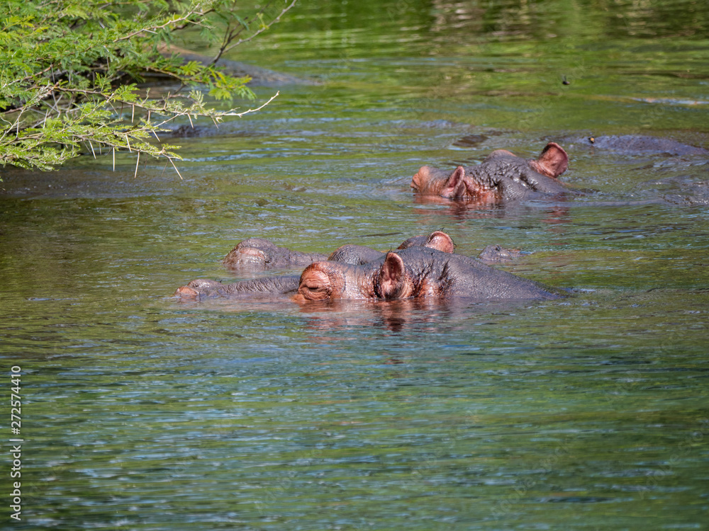 Hippos in Tsavo West National Park area, Kenya Hippos in Tsavo West National Park area, Kenya