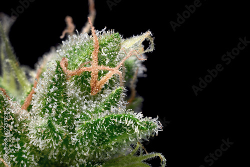Obraz na płótnie trichomes macro. cannabis indica bud flower close up