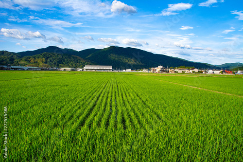 scenery of Rice fields in countryside of Saga prefecture, JAPAN. It is in August.