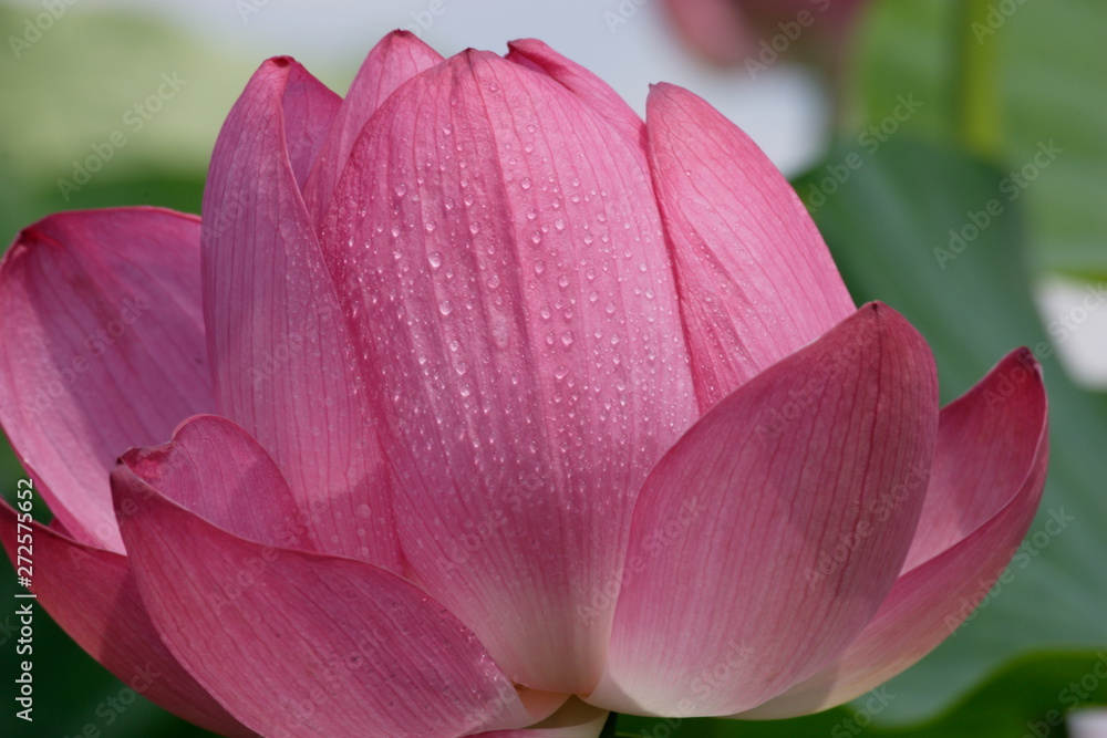 初夏の満開のハスの花