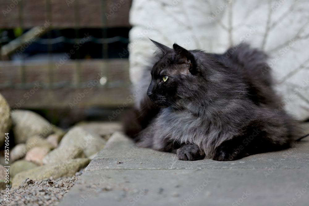 A smoke coloured norwegian forest cat male outdoors in garden