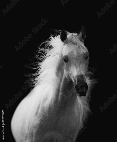 Beautiful white arabian horse © Mari_art