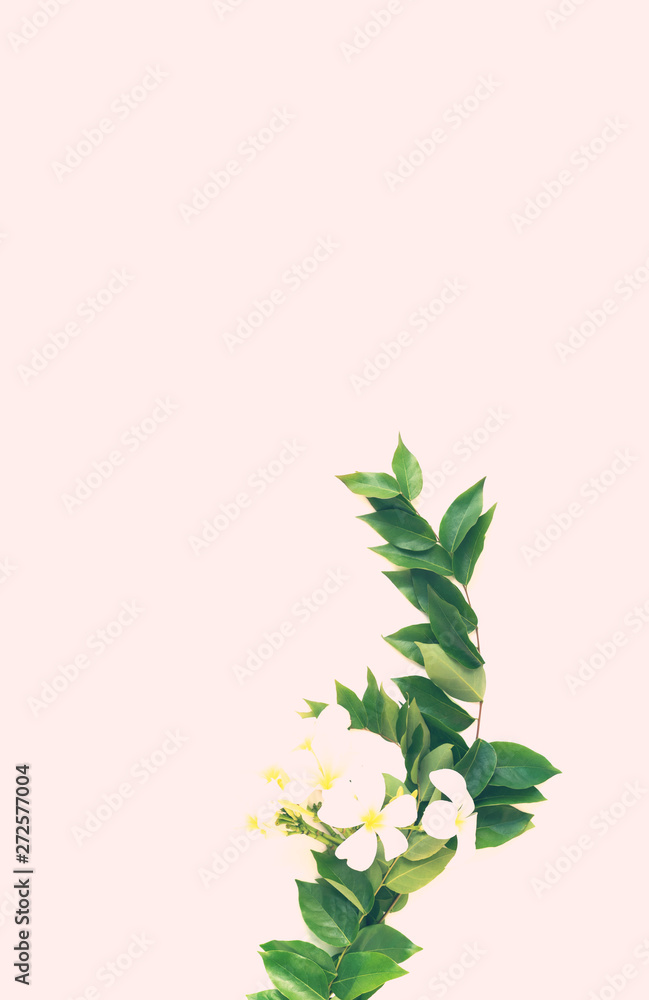 Plumeria tropical flower on pink background Toned Plumeria tropical flower on pink background Toned