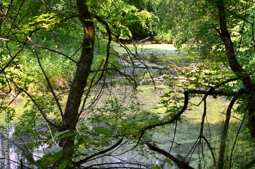 overgrown undisturbed floodplain with lots of vegetation and duckweed on the water surface