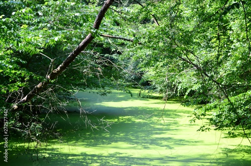 overgrown undisturbed floodplain with lots of vegetation and duckweed on the water surface