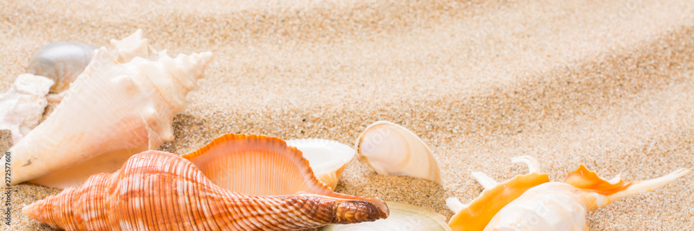 Seashell on the beach. Summer background with hot sand, for banner Seashell on the beach. Summer background with hot sand, for banner