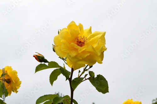 yellow rose, in full bloom - sign of love