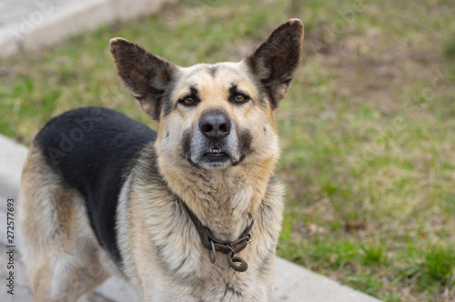 Nice outdoor portrait of cute sheep dog looking seriously