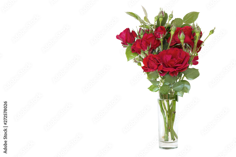 bouquet of blossoming dark red roses in vase isolated on white background.space for your text.