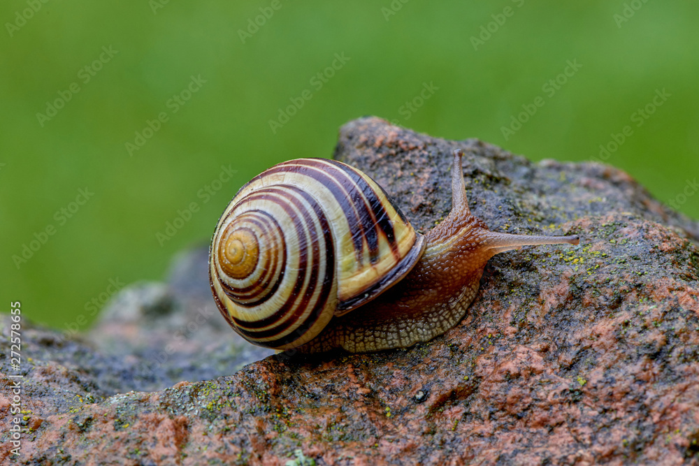 Grape snail