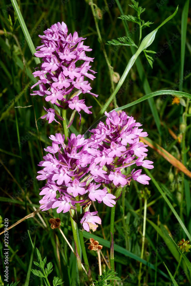 Fototapeta premium orchidea