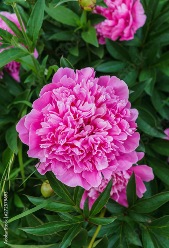 Luxurious bud of pink peony in the midst of green leaves.