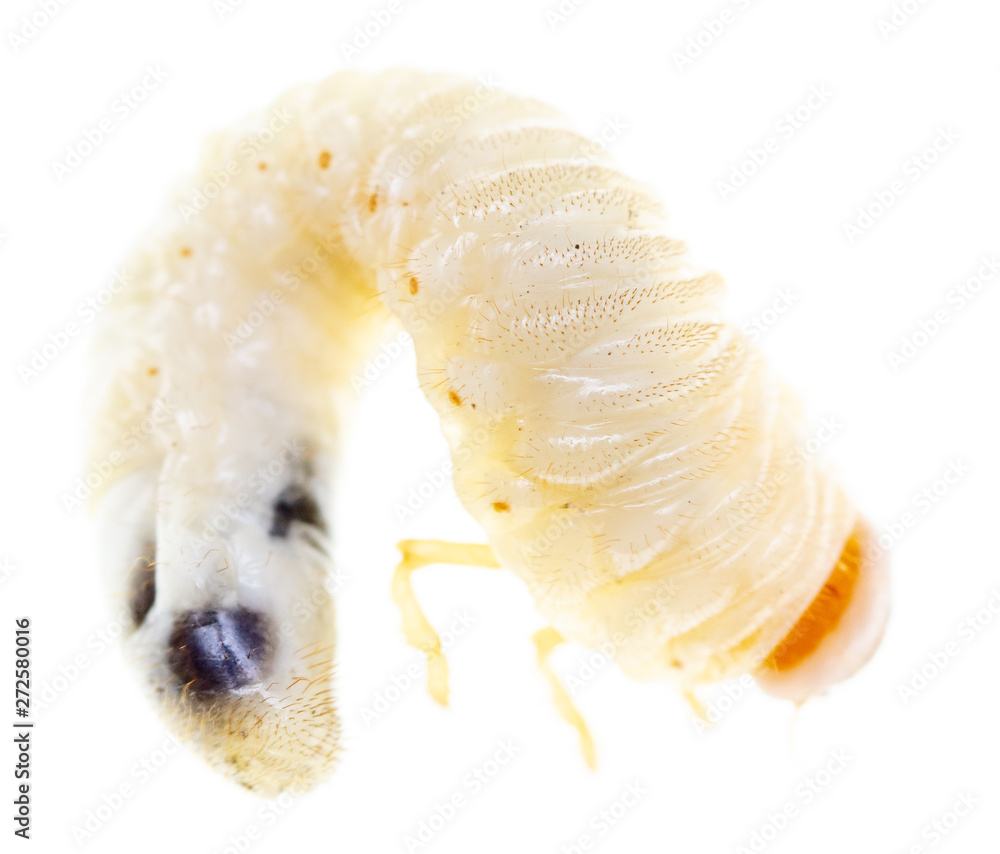 Naklejka premium Lelome beetle on a white background