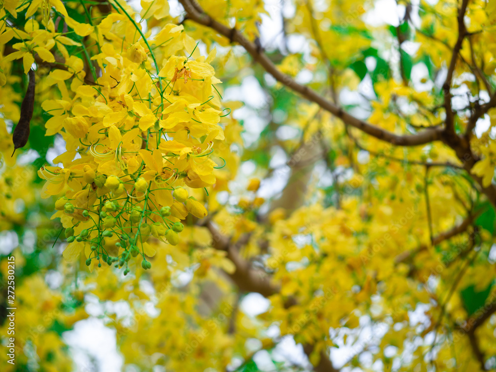 cassia fistula flower on tree (Golden Shower Tree), blossom blooming on tree with nature blurred background, known as golden rain tree, canafistula and ratchapruek in Thailand. cassia fistula flower on tree (Golden Shower Tree), blossom blooming on tree with nature blurred background, known as golden rain tree, canafistula and ratchapruek in Thailand.