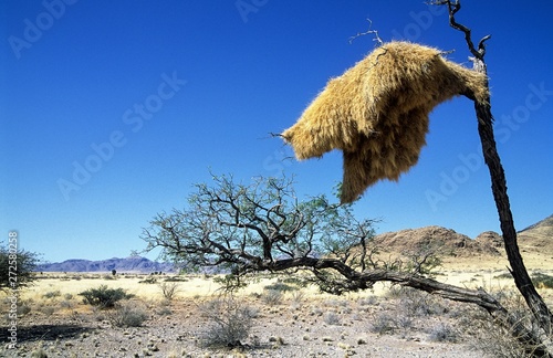 Riesiges, kunstvolles Nest und Kolonie von Webervögeln, Namibia photo