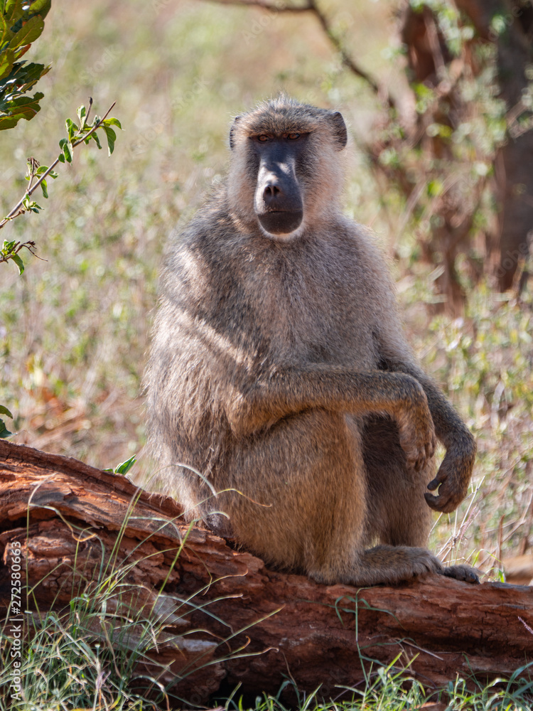 Baboons in Tsavo West National Park, Kenya