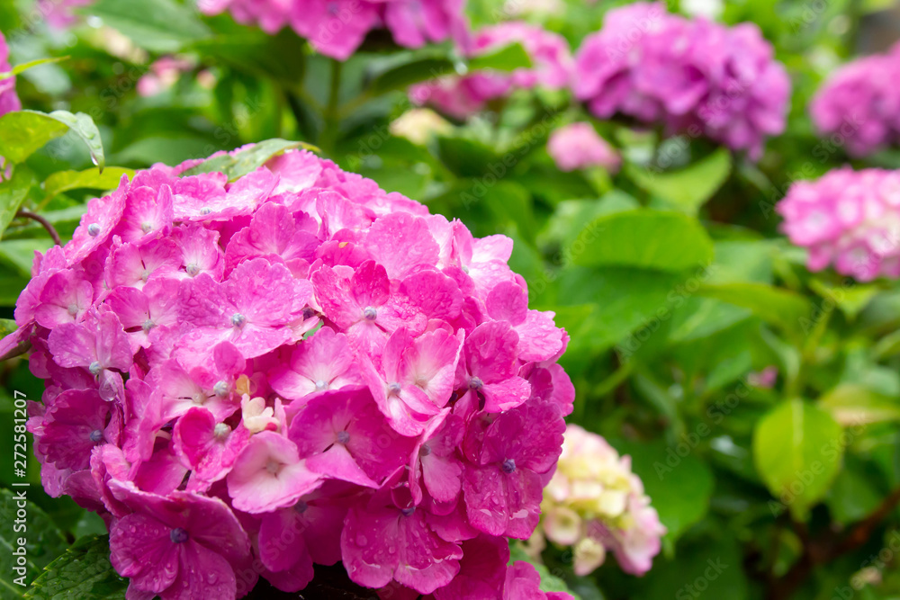 雨に濡れた紫陽花