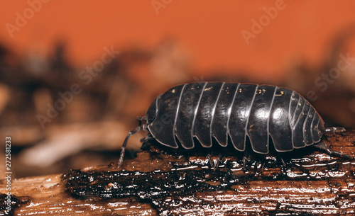 single isopod roly poly woodlouse armadillidium vulgare
