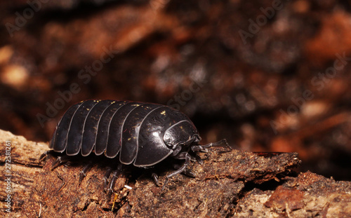 single isopod roly poly woodlouse armadillidium vulgare