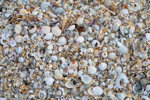 Close up of Shells on the beach