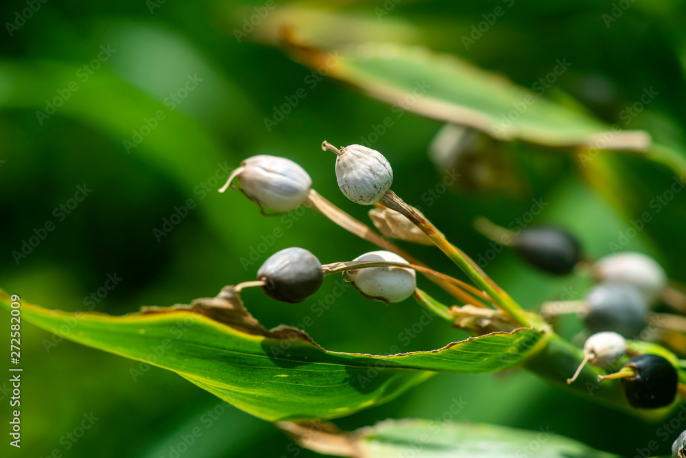 Close up of Jobs tears seeds Close up of Jobs tears seeds