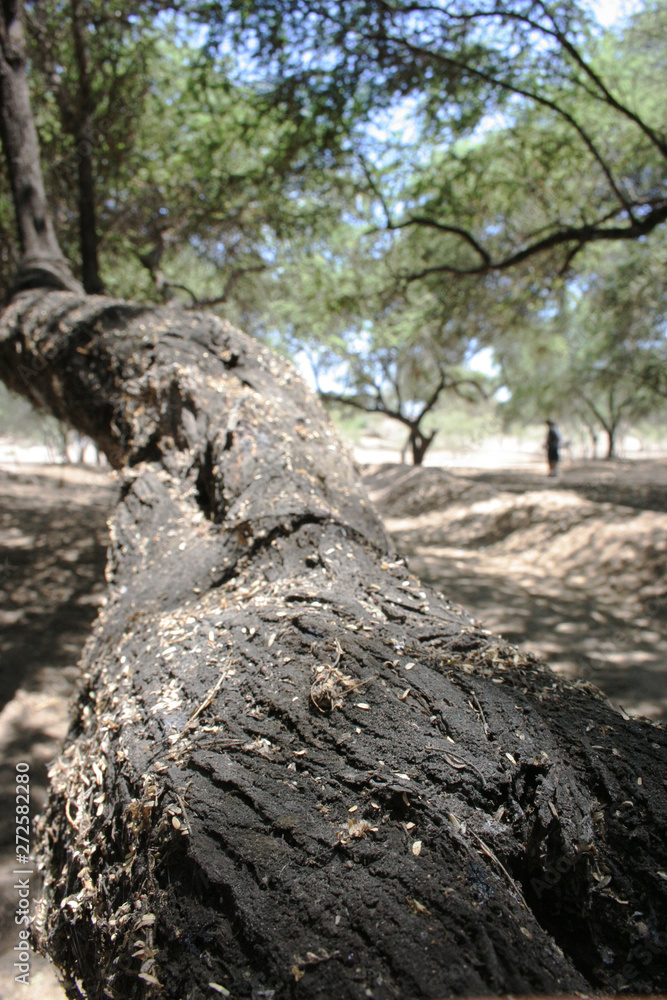 Textura y perspectiva de árbol de algarrobo en medio de un bosque seco Textura y perspectiva de árbol de algarrobo en medio de un bosque seco