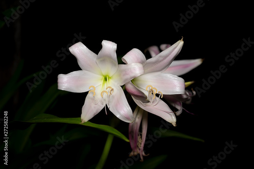 Fototapeta Naklejka Na Ścianę i Meble -  Pink-striped Trumpet Lily flower.