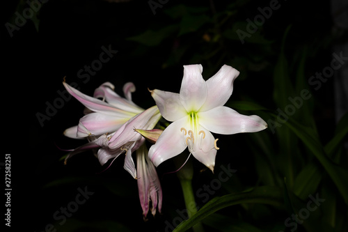 Pink-striped Trumpet Lily flower.