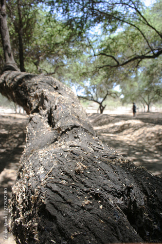Textura y perspectiva de árbol de algarrobo en medio de un bosque seco
