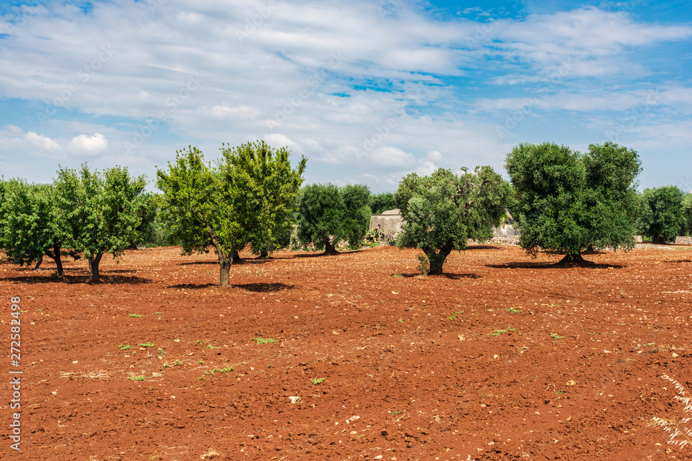 Fototapeta premium Ancient olive trees tell the story of our land. Puglia, Italy.