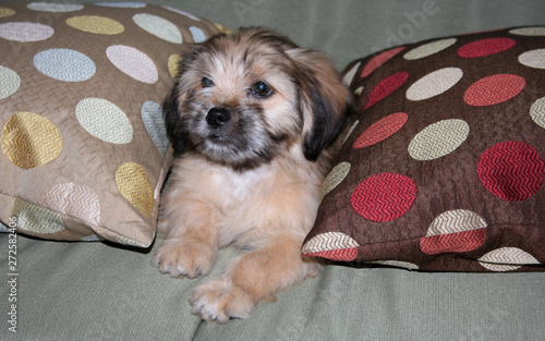 Cachorro de perro sentado entre cojines de colores