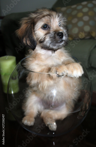 Cachorro pequeño jugando en recipiente de vidrio