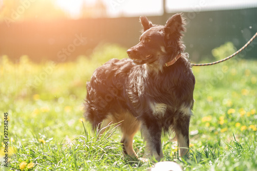 Photo of small black dog looking to side with leash on blurred background on summer day