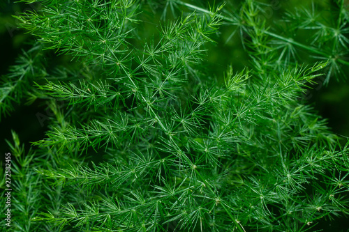 Close up of green leaves of Murraya siamensis Craib plant.