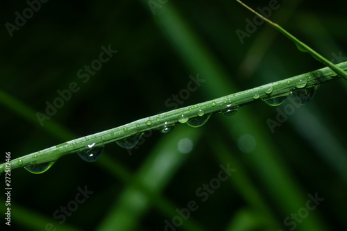 Fresh bamboo leaves with water drop