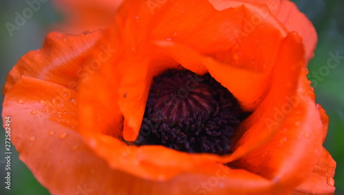 Feuerrote, offene Mohnblüte mit Kapselfrucht in der Mitte photo