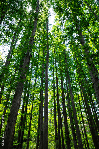 Low angle shot of forest trees