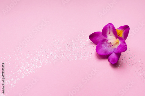 Beautiful rose freesia flower on a pink background with sparkles. Floral background. Top view. For your text.