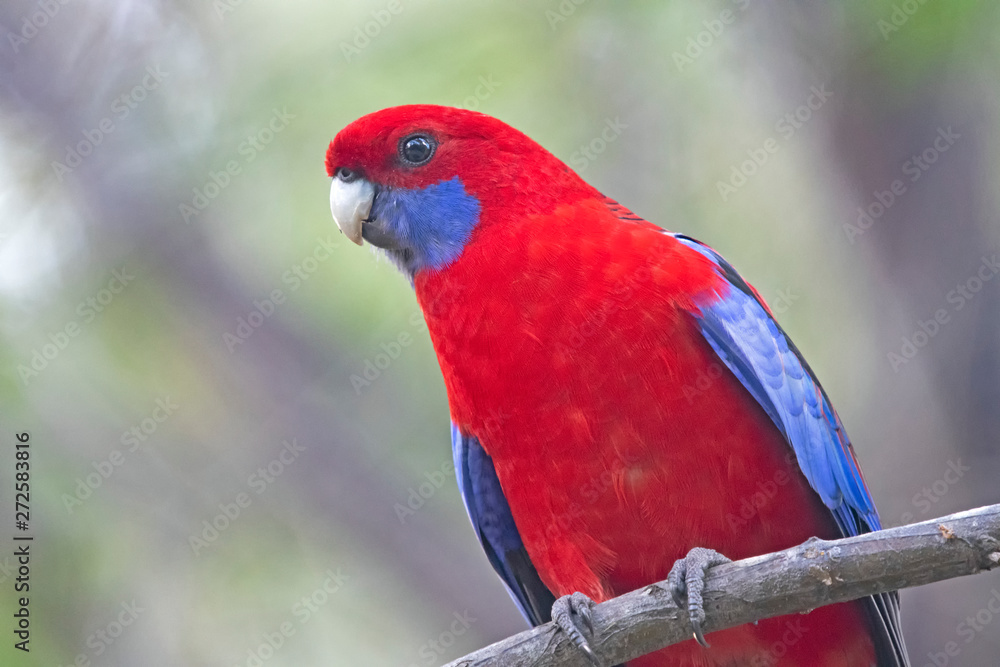 Naklejka premium Rosella