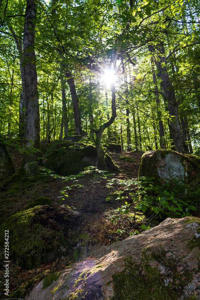 Obraz premium Poranek w lesie
