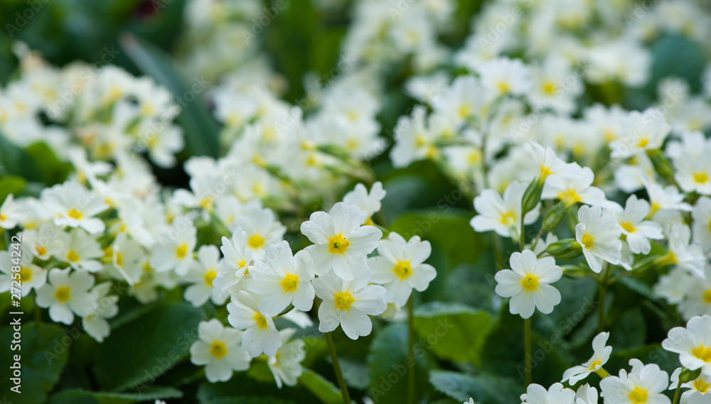 Close-up of lot white spring Common Primrose Primula Close-up of lot white spring Common Primrose Primula