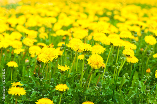 Yellow dandelion field