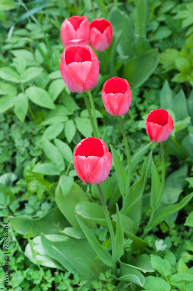 Beautiful pink tulips with plants Beautiful pink tulips with plants