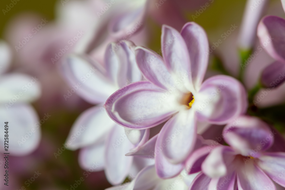 Purple lilac flowers in full bloom. Common lilac (Syringa vulgaris) as a background. Macro, selective focus